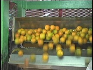 citrus