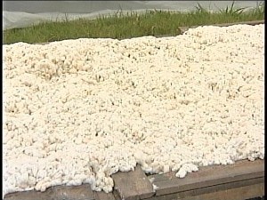 cotton