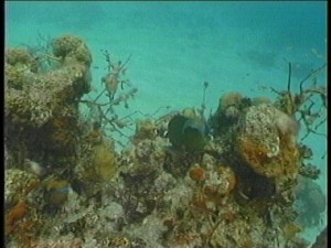 reef