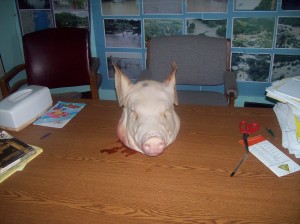 hog head