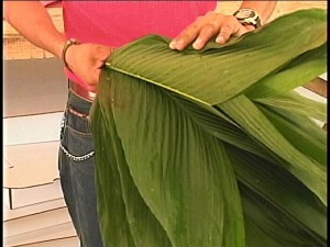 leaf