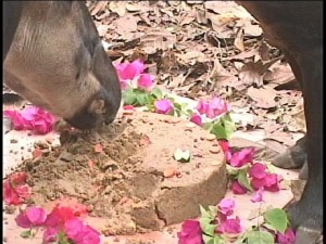 april tapir 2