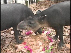 april tapir