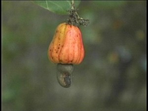 cashew