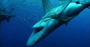 shark 1
