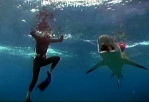 shark 2