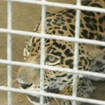 zoo 1