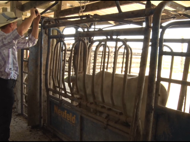 More Cattle Ranchers than Cane Farmers in Belize | Channel5Belize.com